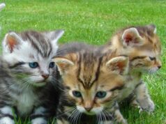 How to Stop Cats from Eating Plants How to Stop Cats from Eating Plants