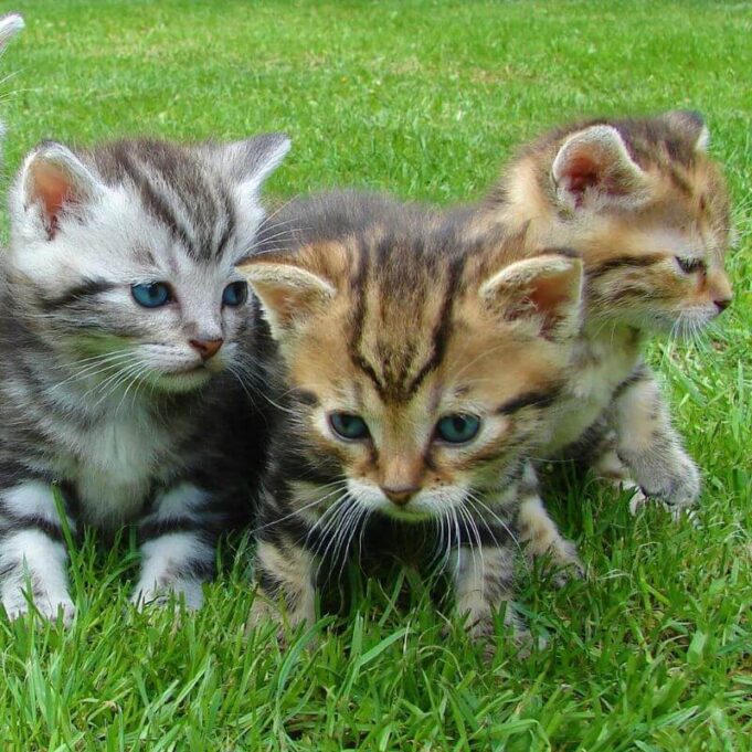 How to Stop Cats from Eating Plants How to Stop Cats from Eating Plants