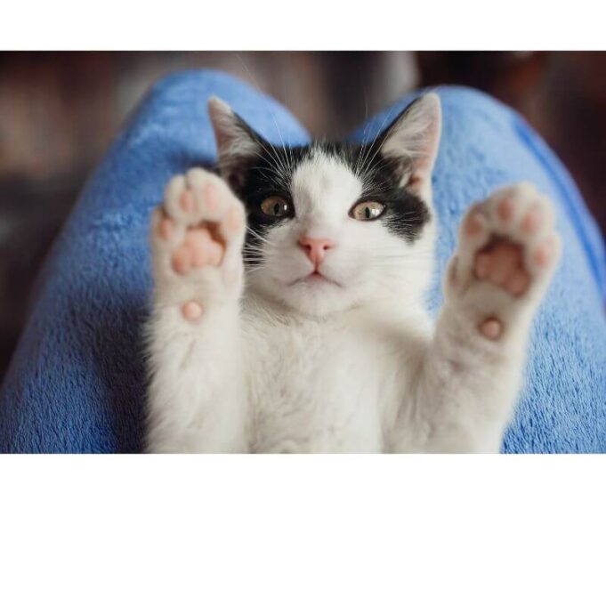 How to stop a Cat from meowing all night How to stop a Cat from meowing all night