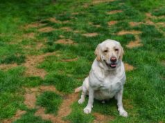 How to Stop Dog Urine From Killing Grass Naturally Stop Dog Urine From Killing Grass Naturally