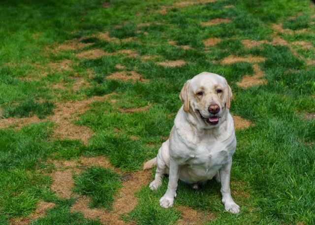 Stop Dog Urine From Killing Grass Naturally