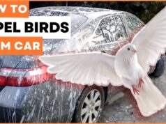 How To Stop Birds From Pooping On My Car Stop Birds From Pooping On My Car