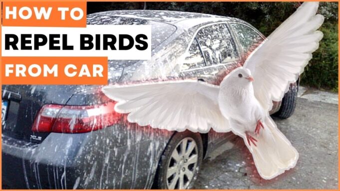 How To Stop Birds From Pooping On My Car Stop Birds From Pooping On My Car