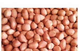 Benefits Of Groundnut For Skin. Everything You Need To Know Benefits Of Groundnut For Skin. Everything You Need To Know