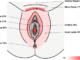 Arousal Syndrome Signs And Treatment Arousal Syndrome Signs And Treatment