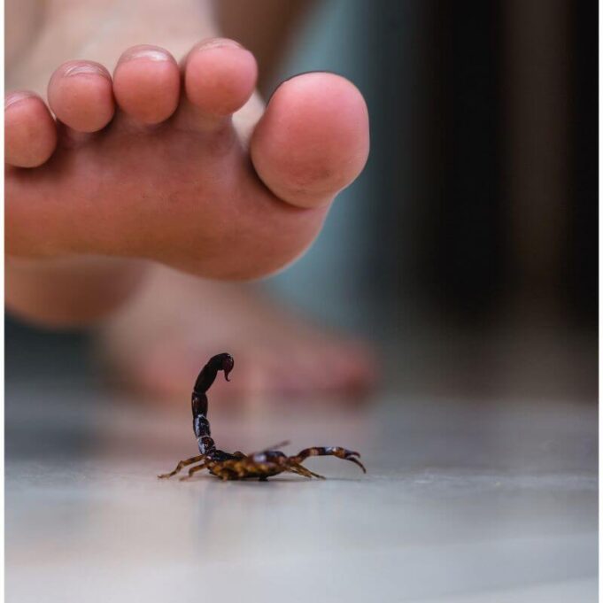 Home Remedies for Scorpion Sting Home Remedies for Scorpion Sting