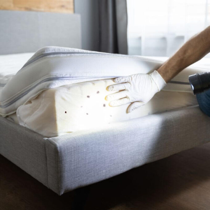 Home Remedies for Bed Bugs Home Remedies for Bed Bugs