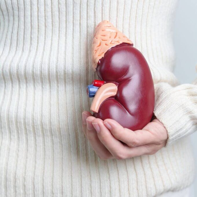 What Happens After You Donate a Kidney What Happens After You Donate a Kidney