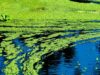 What Happens If You Drink Water With Green Algae What Happens If You Drink Water With Green Algae