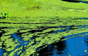 What Happens If You Drink Water With Green Algae What Happens If You Drink Water With Green Algae