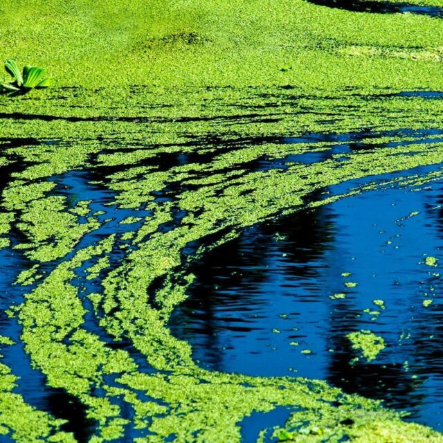 What Happens If You Drink Water (1) What Happens If You Drink Water With Green Algae