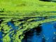 What Happens If You Drink Water With Green Algae What Happens If You Drink Water With Green Algae