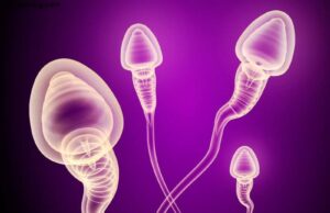 What Happens if We Release Sperm Daily What Happens if We Release Sperm Daily