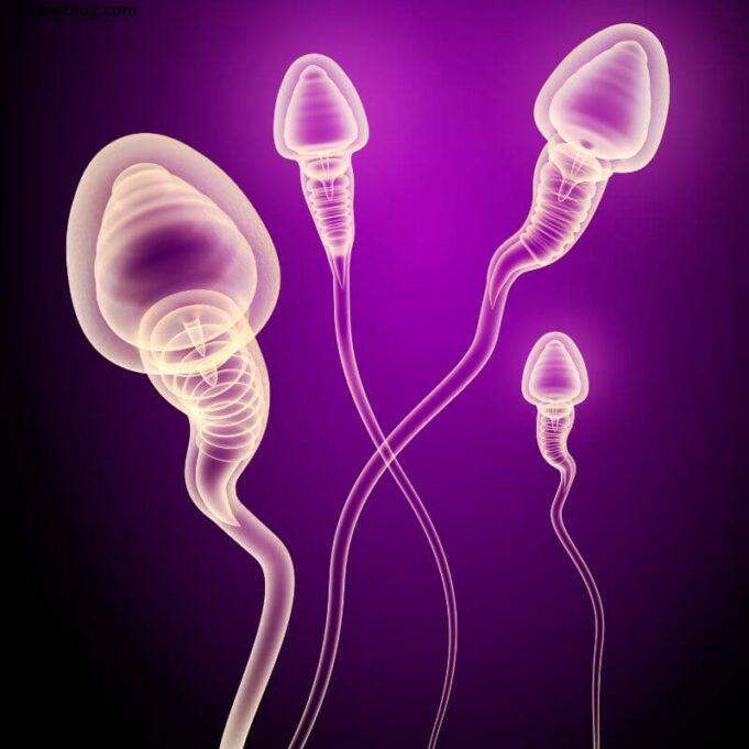 What Happens if We Release Sperm Daily What Happens if We Release Sperm Daily