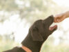 What Happens if a Dog Tastes Human Blood What Happens if a Dog Tastes Human Blood
