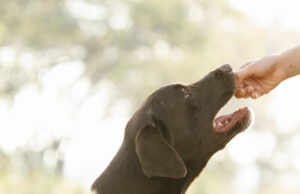 What Happens if a Dog Tastes Human Blood What Happens if a Dog Tastes Human Blood