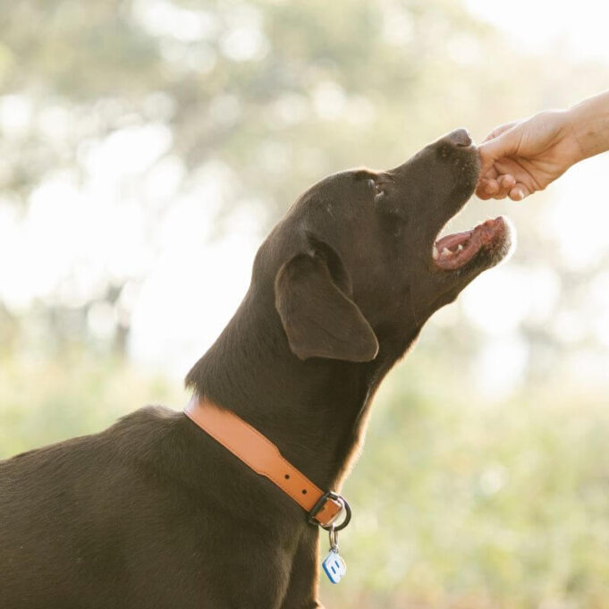 What Happens if a Dog Tastes Human Blood What Happens if a Dog Tastes Human Blood