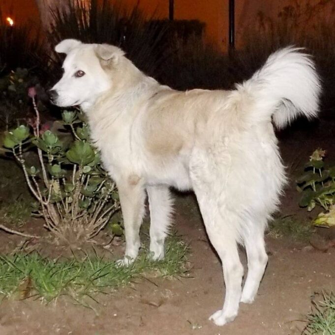 Do Dogs See in The Dark Do Dogs See in The Dark