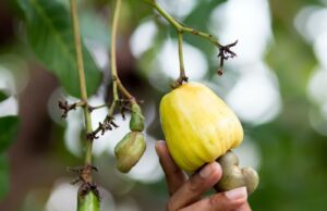 Is Cashew Fruit Good for a Pregnant Woman Is Cashew Fruit Good for a Pregnant Woman
