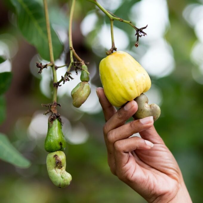 Is Cashew Fruit Good for a Pregnant Woman Is Cashew Fruit Good for a Pregnant Woman