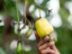 Is Cashew Fruit Good for a Pregnant Woman Is Cashew Fruit Good for a Pregnant Woman