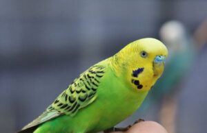 Prominent Signs of a Pregnant Budgie Prominent Signs of a Pregnant Budgie
