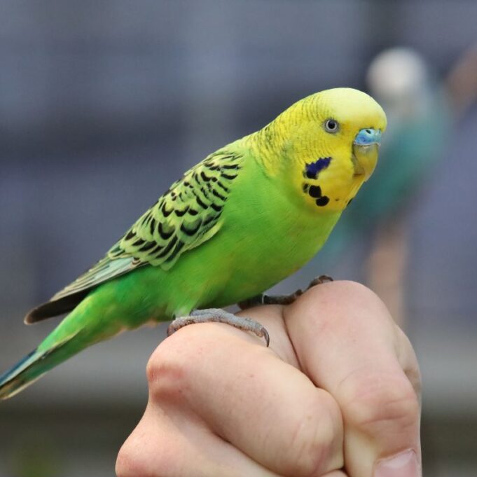 Prominent Signs of a Pregnant Budgie Prominent Signs of a Pregnant Budgie