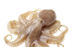 Side Effects of Eating Octopus Side Effects of Eating Octopus