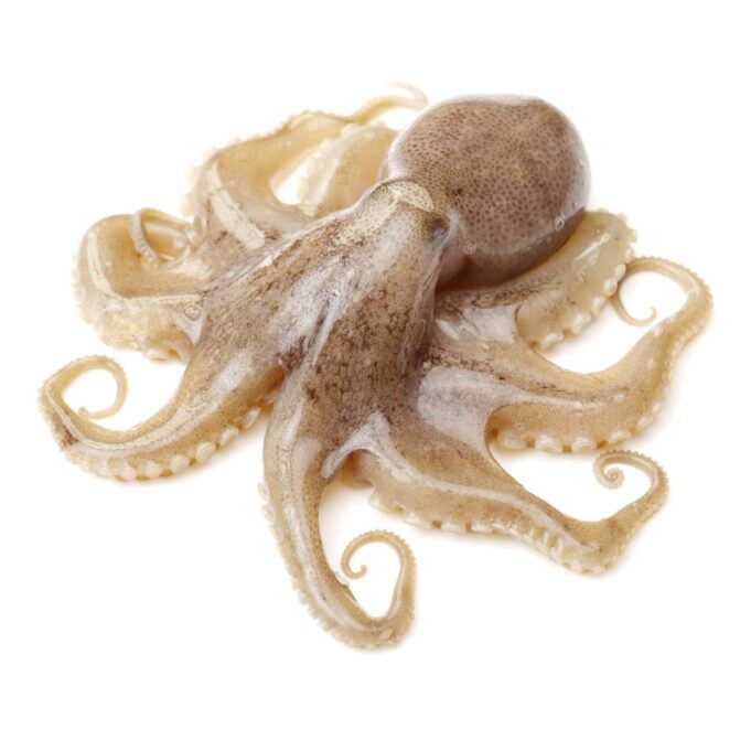 Side Effects of Eating Octopus Side Effects of Eating Octopus