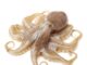 Side Effects of Eating Octopus Side Effects of Eating Octopus
