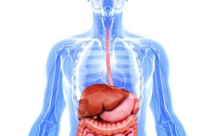 Organ Harvesting Meaning. All You Need to Know Organ Harvesting Meaning. All You Need to Know