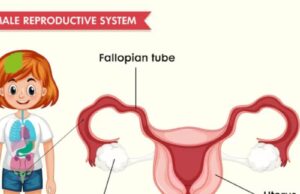 Uncircumcised Female Organ. What You Need to Know Uncircumcised Female Organ. What You Need to Know