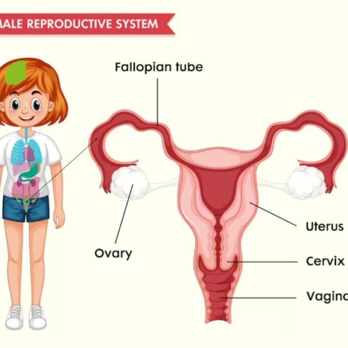 Uncircumcised Female Organ. What You Need to Know Uncircumcised Female Organ. What You Need to Know