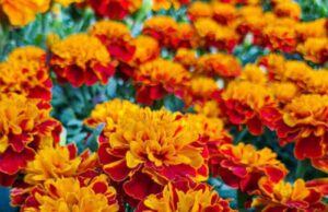 Uses of Marigold Flower for the Skin Uses of Marigold Flower for the Skin