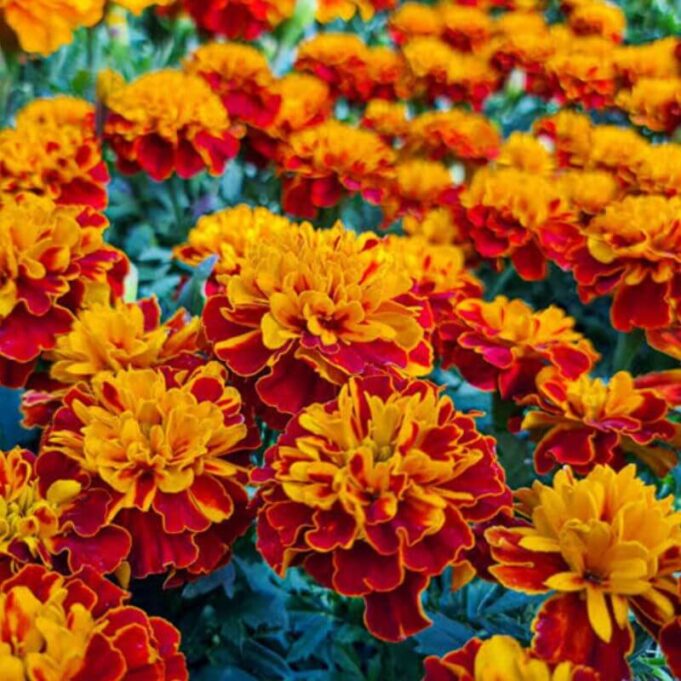 Uses of Marigold Flower for the Skin Uses of Marigold Flower for the Skin