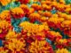 Uses of Marigold Flower for the Skin Uses of Marigold Flower for the Skin
